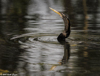 Anhinga 4.jpg