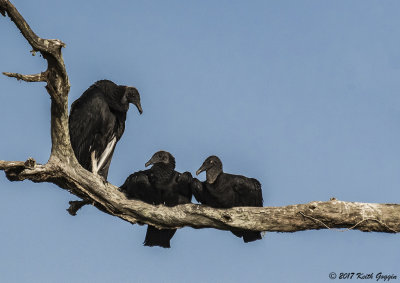 Black Vultures.jpg