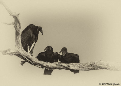 Black Vultures_Old Look.jpg