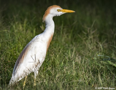 Cattle Egret.jpg