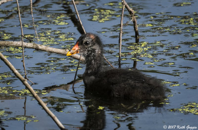 Common Gallinule Chick.jpg