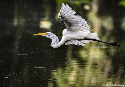 Great Egret.jpg