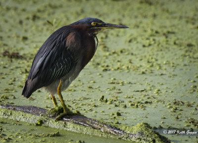 Green Heron.jpg