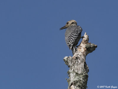 Unknown Woodpecker.jpg