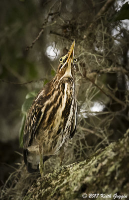 American Bittern 1.jpg