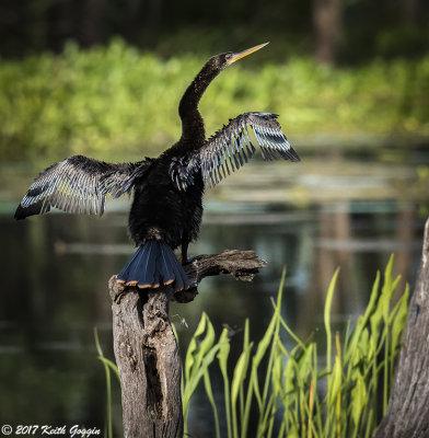 Anhinga 1.jpg