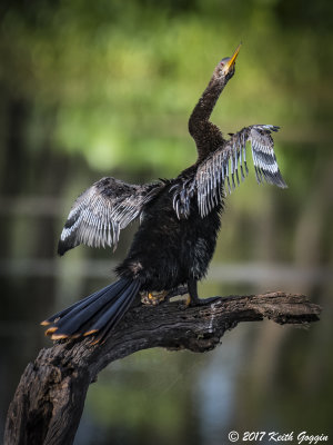 Anhinga 2.jpg