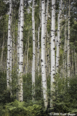 Aspens near Crested Butte, CO 1.jpg