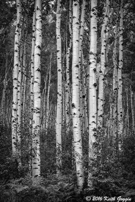 Aspens near Crested Butte, CO BW.jpg