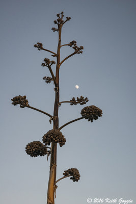 Bee Plant and Moon.jpg