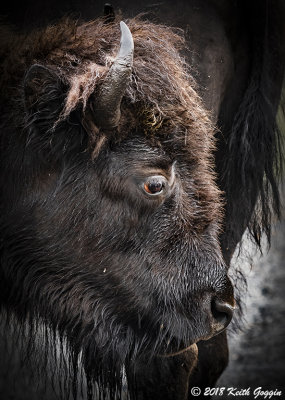 Bison 2.jpg