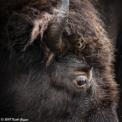 Bison 3.jpg