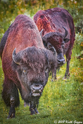 Bison 4.jpg