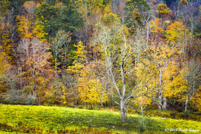 Dead Tree 1.jpg