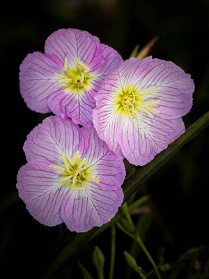 Evening Primrose 1a.jpg