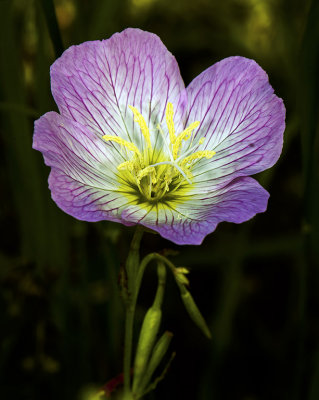 Evening Primrose 3a.jpg