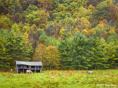 Horses and Barn.jpg