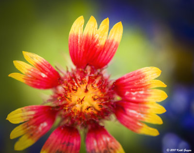 Indian Blanket.jpg