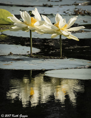 Lilys.jpg