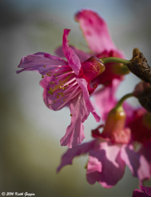 Pink 1.jpg