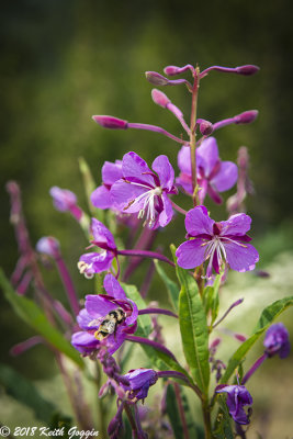 Purple Flower and Bee.jpg