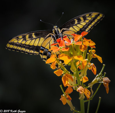 Sandia Peak Monarch 1.jpg