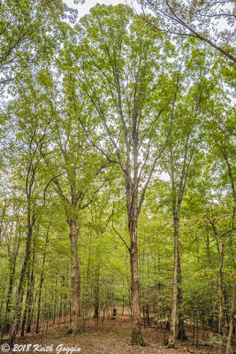 Trees with PC Lens.jpg