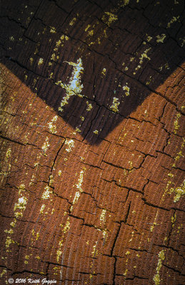 Woodgrain 2.jpg