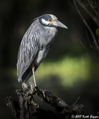 Yellow Crowned Night Heron.jpg