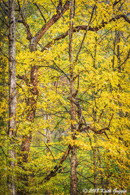 Yellow Tree.jpg