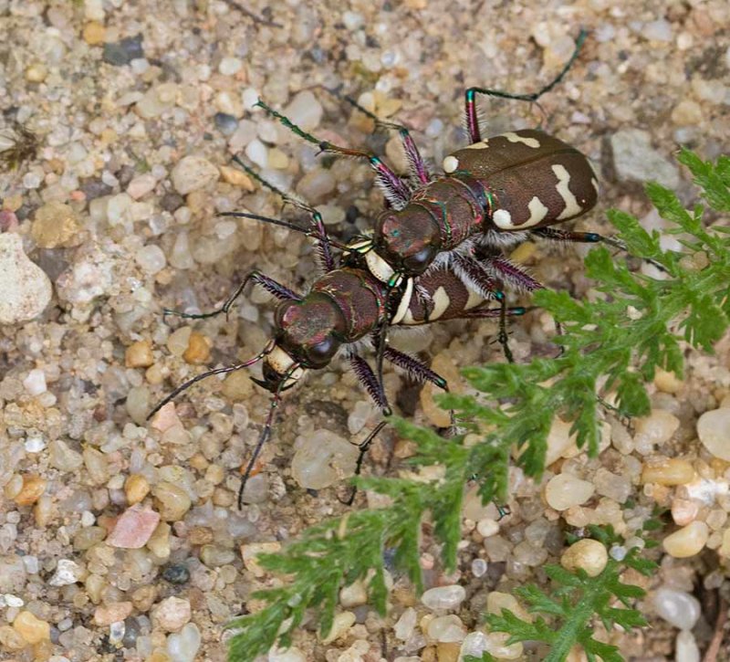 Brun sandjgare, (Cicindela hybrida)