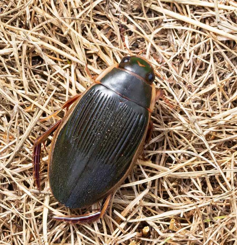 Gulbrmad dykare, hona, (Dytiscus marginalis)