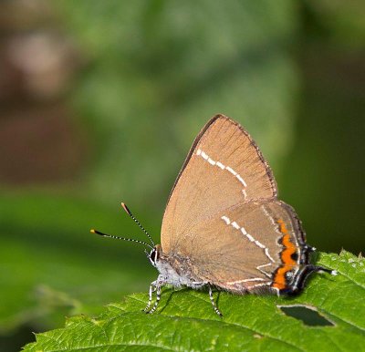 Almsnabbvinge, (Satyrium w-album)