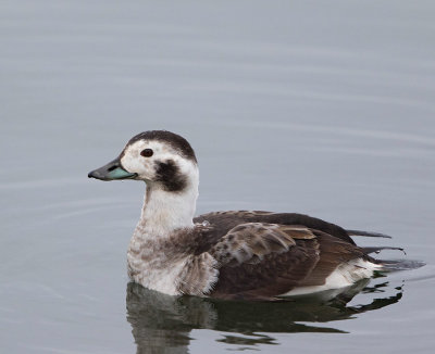 Long-tailed Duck, female, winter