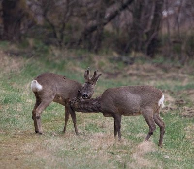 European Roe Deer, licking each other during 5 minutes