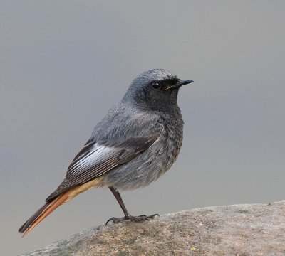 Black Redstart, adult male