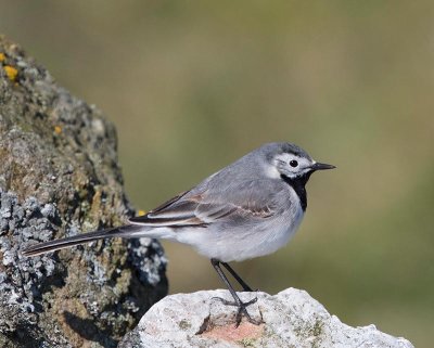 White Wagtail, female, (spring)