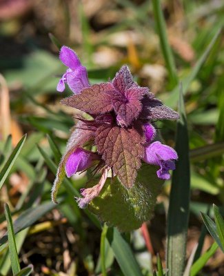 Rödplister, (Lamium purpureum)