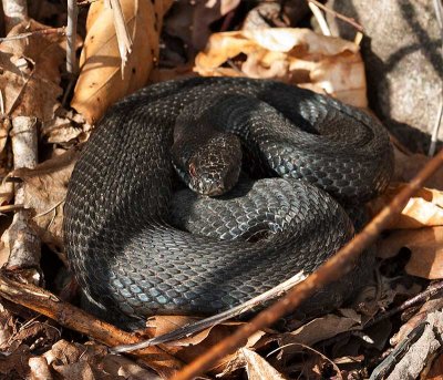 Euroasiatisk huggorm, European Adder, black morf