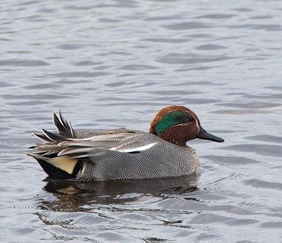 Eurasian Teal, male