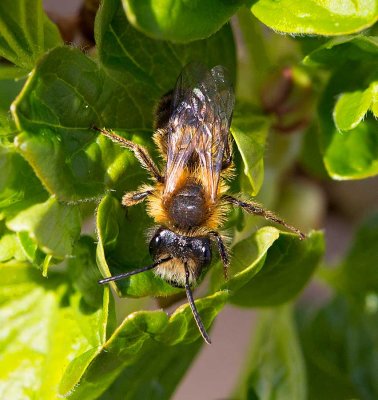 Gldsandbi, (Andrena fulva), male