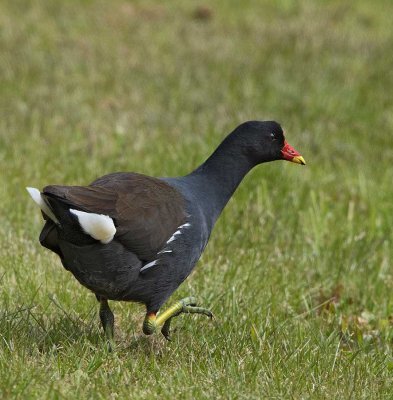 Common Moorhen, (rörhöna)
