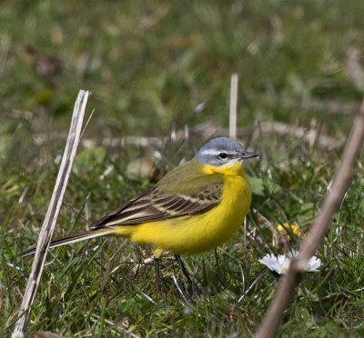 Yellow Wagtail, male, (flava)