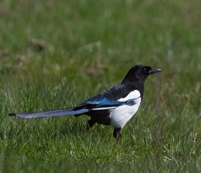 Eurasian Magpie