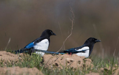 Eurasian Magpie, male and female