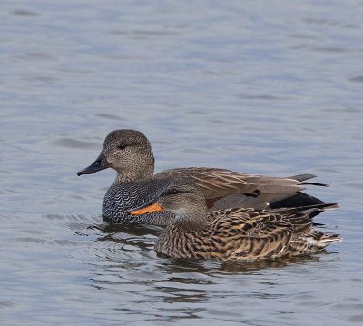 Gadwall, female and male