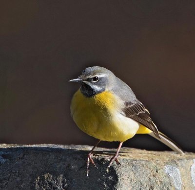 Grey Wagtail,male