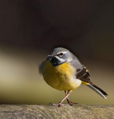 Grey Wagtail, male