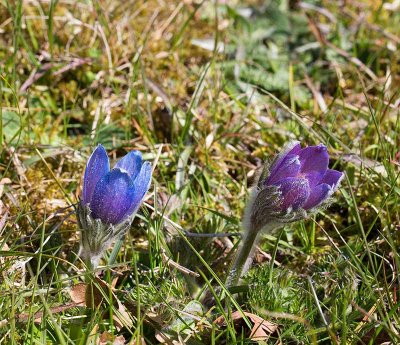 Backsippa, (Pulsatilla vulgaris), normal and blue flowers