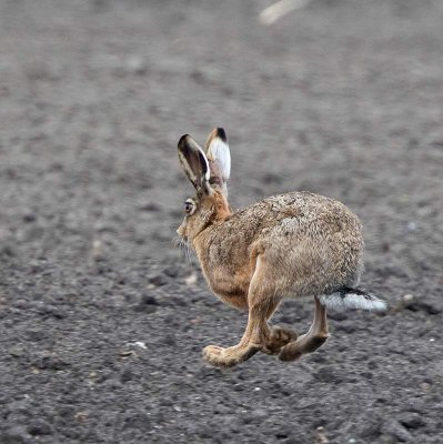 Brown Hare, in full speed
